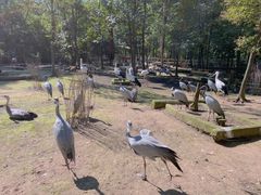 -哈尔滨北方森林动物园