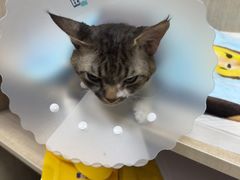-北京观赏动物医院·24小时大型综合·猫专科·异宠专科