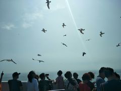 -长岛万鸟岛