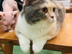 -藦茜花园宠物主题亲子互动体验馆(国顺东路店)