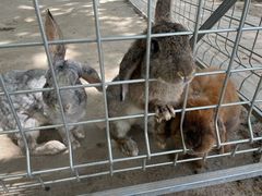 -歌斐颂巧克力小镇