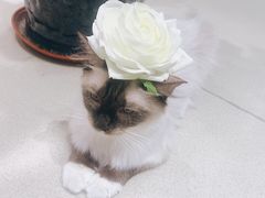 -藏猫猫咖啡主题馆(中央大道店)