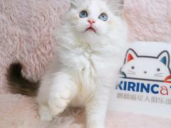 -十年猫舍·猫咪专门店(普陀店)