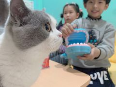 -猫在这儿猫咪咖啡馆·撸猫馆