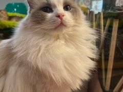-和它·交个朋友·狗咖猫咖(爱琴海店)