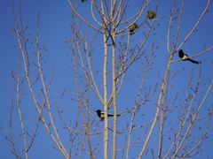 -盘龙城国家考古遗址公园