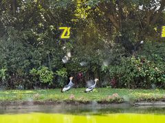 -广州长隆飞鸟乐园