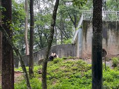 -中国大熊猫保护研究中心雅安碧峰峡基地