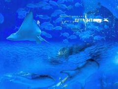 -烟台海昌鲸鲨海洋公园