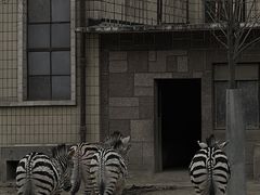 -成都动物园
