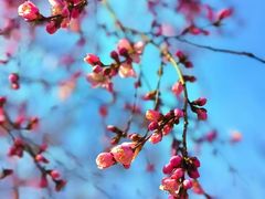 -桃花堤公园