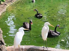 -海南热带野生动植物园