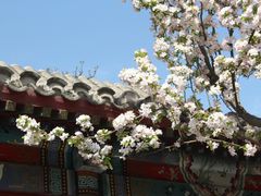 -海棠花溪(元大都城垣遗址公园)