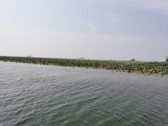 -微山湖红荷湿地景区