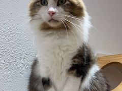 -1013 PET SHOP精品宠物商店(丁香店)