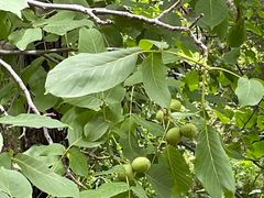 -大觉寺-停车场