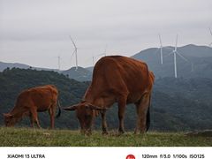 -大姆山草场