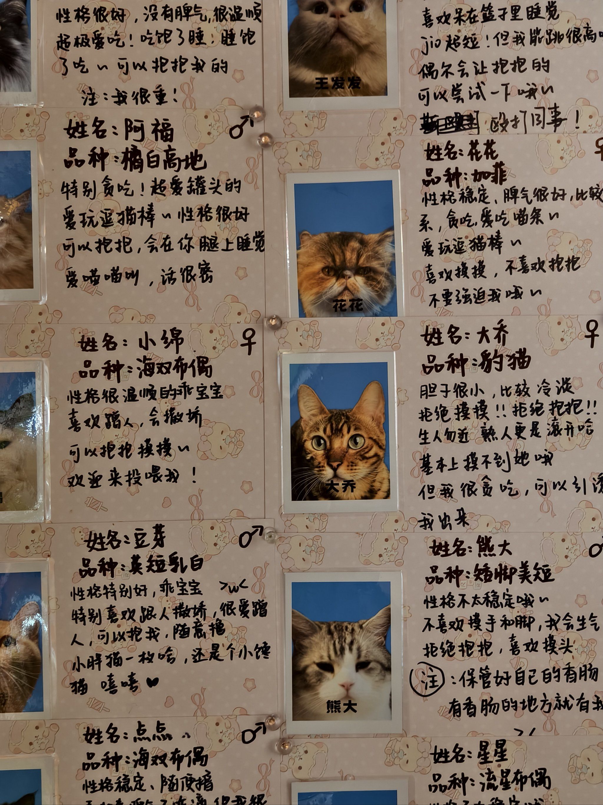 给小动物超度念什么经-给死的小动物超度用什么咒