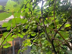 -大妙火锅·非物质文化遗产(东湖公园店)