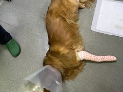 -宠爱国际动物医院· 猫科· 外科·中兽医(长白店)