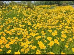 -西京湾花海