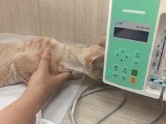 -北京观赏动物医院·24小时大型综合·猫专科·异宠专科