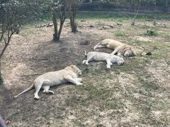-东莞香市动物园