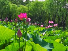 -东郊湿地公园