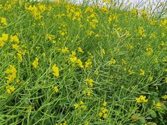 -光明小镇欢乐田园