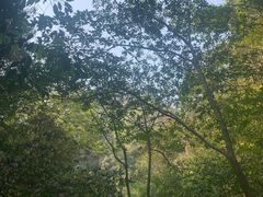 -花岩国家森林公园