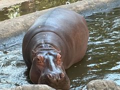 -清迈夜间动物园