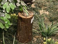 -中山市树木园