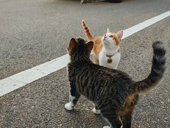 -莫尔道嘎国家森林公园