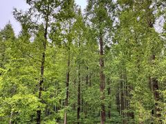 -黄海国家森林公园