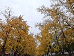 -三里屯东五街银杏大道