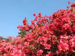 -木兰云雾山