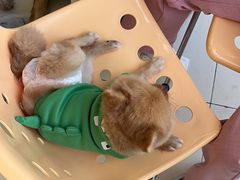 -怪兽屋·羊驼·猫咖·狗咖(俊华广场店)