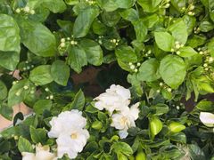 -双季花艺园艺市场(浦东店)