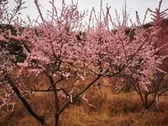 -北京西山国家森林公园