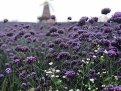 -大塘金香草谷