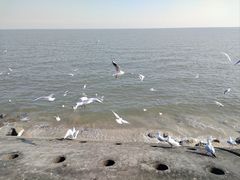 -天津妈祖文化园