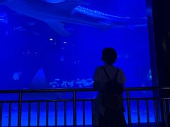 -烟台海昌鲸鲨海洋公园