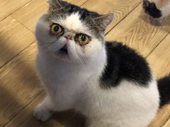 -Cappucimeow猫咪咖啡馆(韦伯时代店)