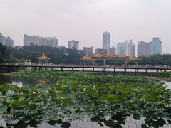 -荔湾湖公园
