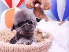 -读宠于你·约克夏比熊·睫角守宫·爬宠售卖(高新店)