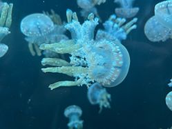 -Zoolung Zoolung动物主题公园(海信广场店)