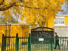 -三里屯东五街银杏大道