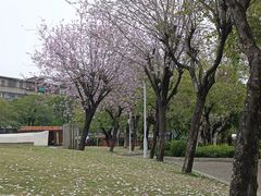 -金砂公园