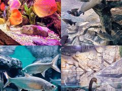 -上海海洋水族馆