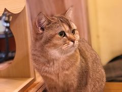 -猫色咖啡·猫咖
